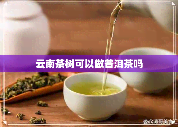 云南茶树可以做普洱茶吗