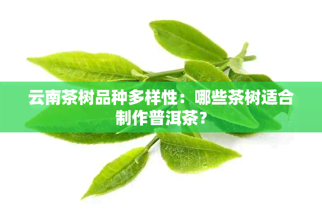 云南茶树品种多样性：哪些茶树适合制作普洱茶？