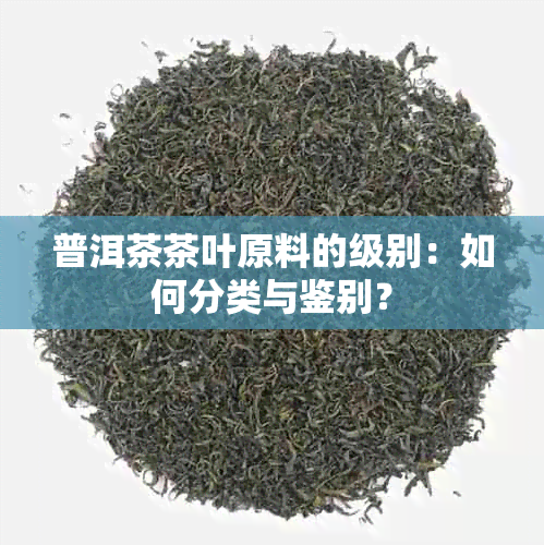 普洱茶茶叶原料的级别：如何分类与鉴别？