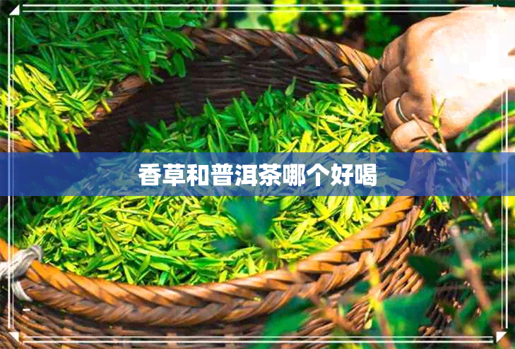 香草和普洱茶哪个好喝