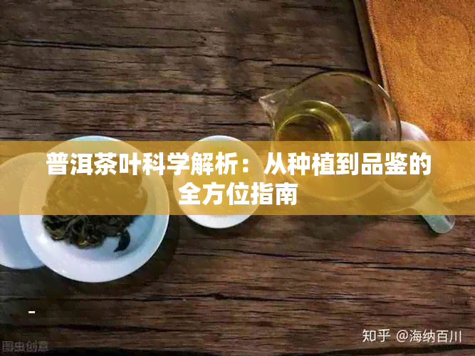 普洱茶叶科学解析：从种植到品鉴的全方位指南