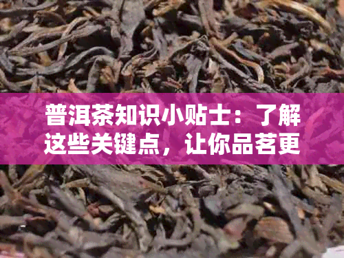 普洱茶知识小贴士：了解这些关键点，让你品茗更专业