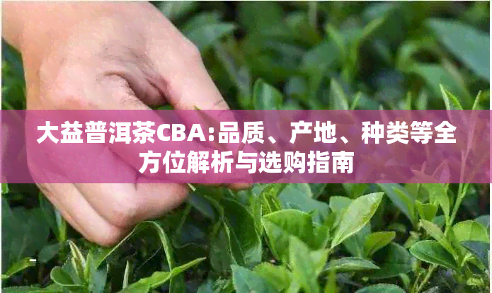 大益普洱茶CBA:品质、产地、种类等全方位解析与选购指南