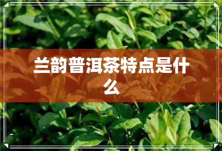 兰韵普洱茶特点是什么