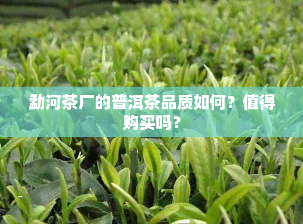 勐河茶厂的普洱茶品质如何？值得购买吗？