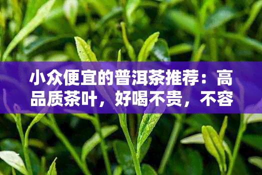 小众便宜的普洱茶推荐：高品质茶叶，好喝不贵，不容错过！