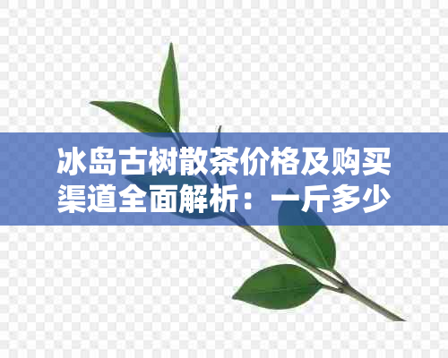 冰岛古树散茶价格及购买渠道全面解析：一斤多少钱？哪里可以买到？