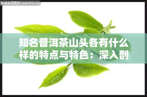 知名普洱茶山头各有什么样的特点与特色：深入剖析普洱茶山头茶的独特魅力