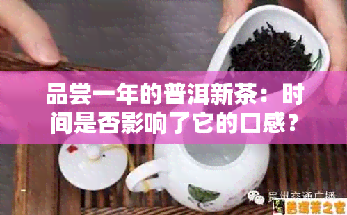 品尝一年的普洱新茶：时间是否影响了它的口感？