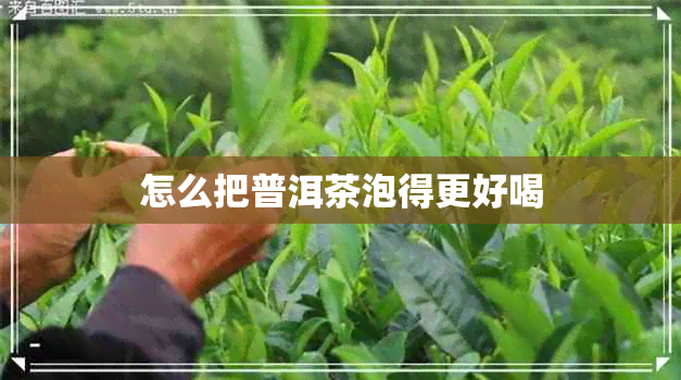 怎么把普洱茶泡得更好喝