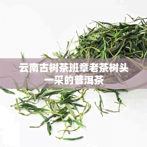 云南古树茶班章老茶树头一采的普洱茶