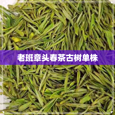 老班章头春茶古树单株