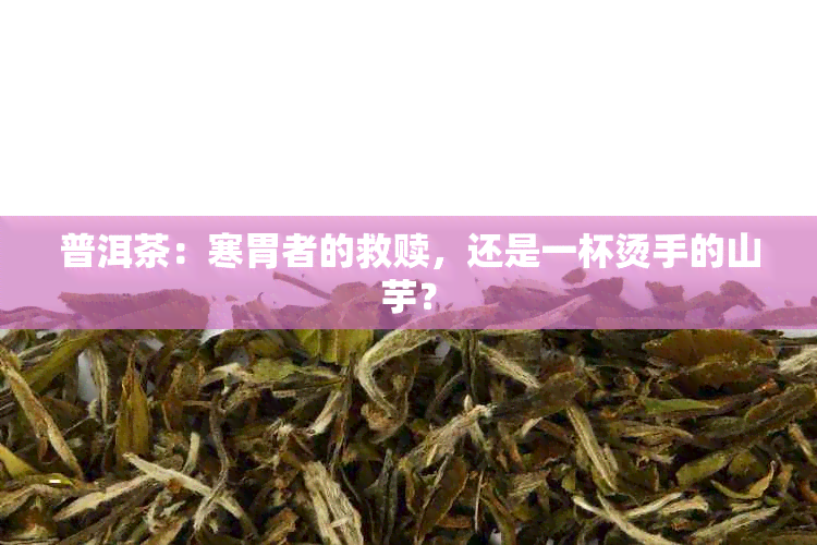 普洱茶：寒胃者的救赎，还是一杯烫手的山芋？