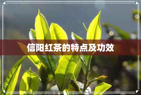 信阳红茶的特点及功效