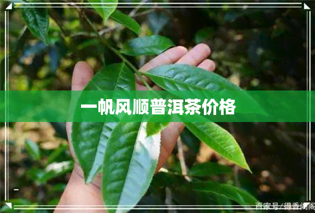 一帆风顺普洱茶价格