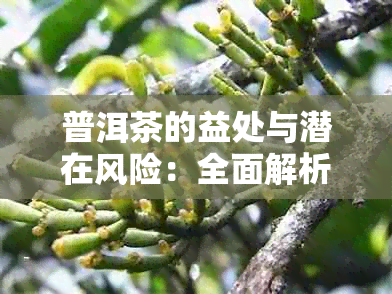 普洱茶的益处与潜在风险：全面解析，让你喝得安心