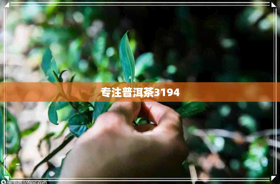 专注普洱茶3194