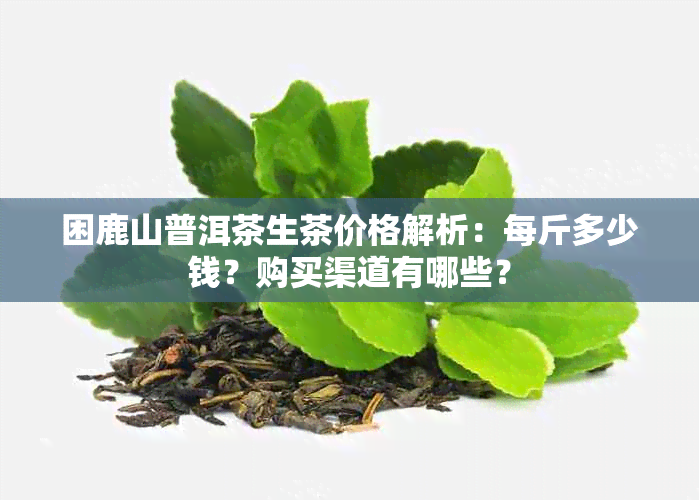 困鹿山普洱茶生茶价格解析：每斤多少钱？购买渠道有哪些？