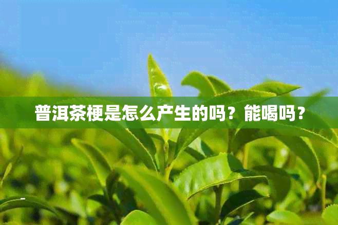 普洱茶梗是怎么产生的吗？能喝吗？