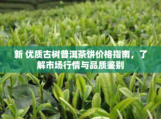 新 优质古树普洱茶饼价格指南，了解市场行情与品质鉴别