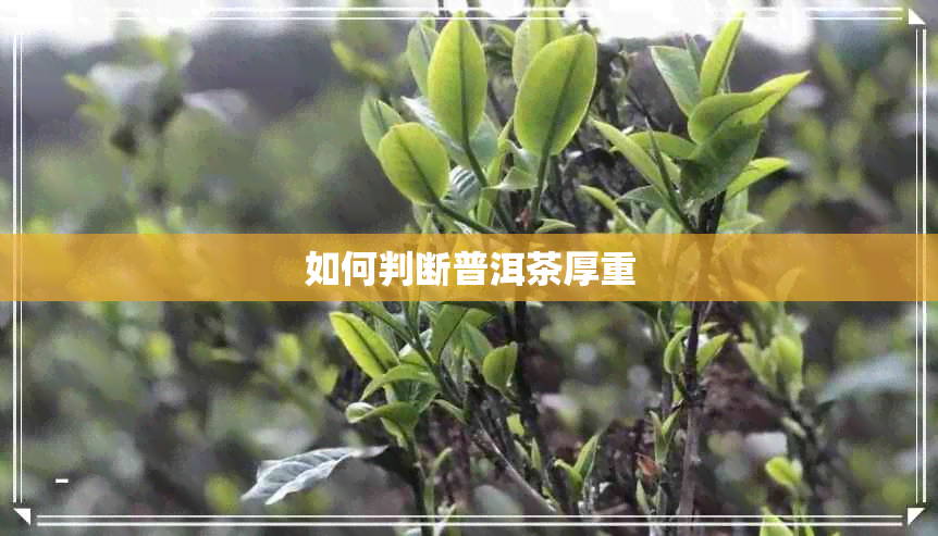 如何判断普洱茶厚重