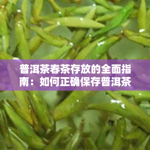 普洱茶春茶存放的全面指南：如何正确保存普洱茶以保持其品质和风味