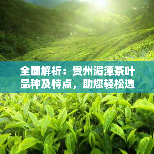 全面解析：贵州湄潭茶叶品种及特点，助您轻松选购合适的茶叶