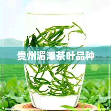 贵州湄潭茶叶品种