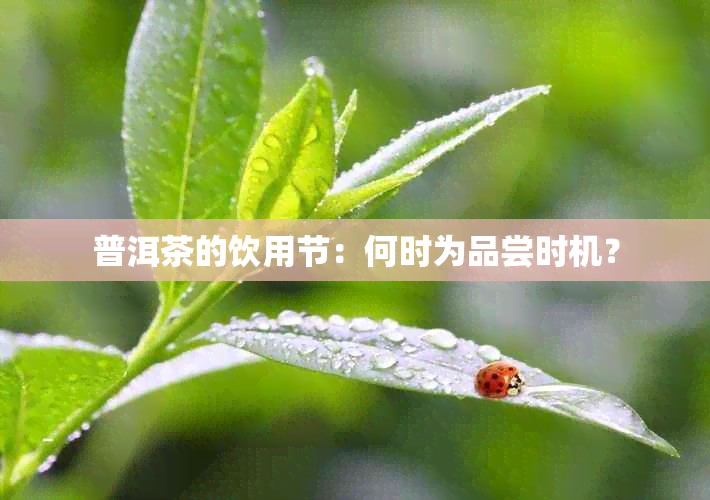 普洱茶的饮用节：何时为品尝时机？