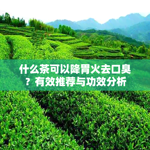 什么茶可以降胃火去口臭？有效推荐与功效分析