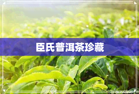 臣氏普洱茶珍藏