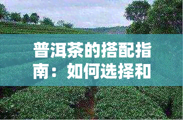 普洱茶的搭配指南：如何选择和搭配原料以实现效果