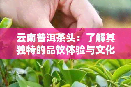 云南普洱茶头：了解其独特的品饮体验与文化内涵