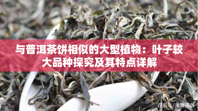 与普洱茶饼相似的大型植物：叶子较大品种探究及其特点详解