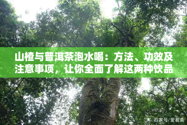 山楂与普洱茶泡水喝：方法、功效及注意事项，让你全面了解这两种饮品