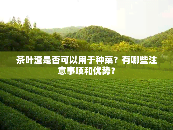 茶叶渣是否可以用于种菜？有哪些注意事项和优势？