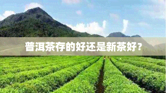 普洱茶存的好还是新茶好？