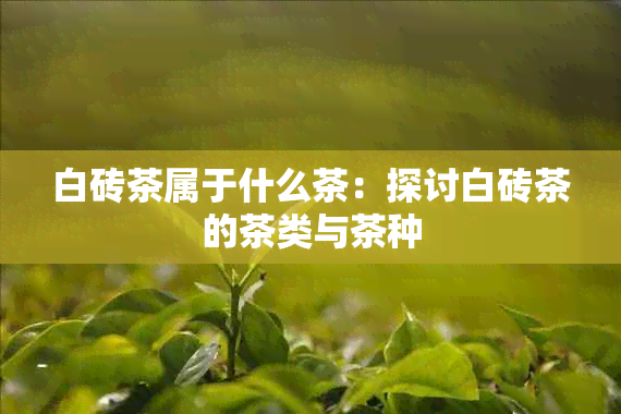 白砖茶属于什么茶：探讨白砖茶的茶类与茶种