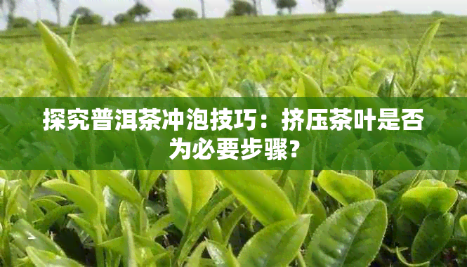 探究普洱茶冲泡技巧：挤压茶叶是否为必要步骤？