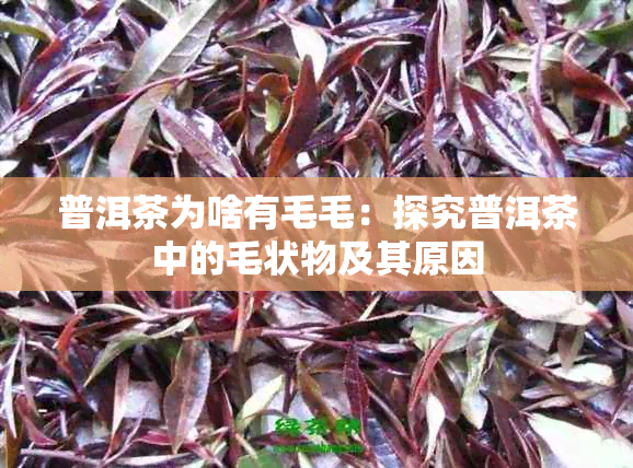 普洱茶为啥有毛毛：探究普洱茶中的毛状物及其原因