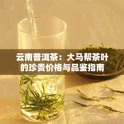 云南普洱茶：大马帮茶叶的珍贵价格与品鉴指南