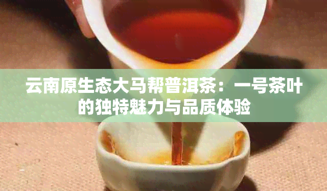 云南原生态大马帮普洱茶：一号茶叶的独特魅力与品质体验