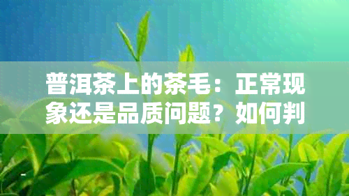 普洱茶上的茶毛：正常现象还是品质问题？如何判断与处理？