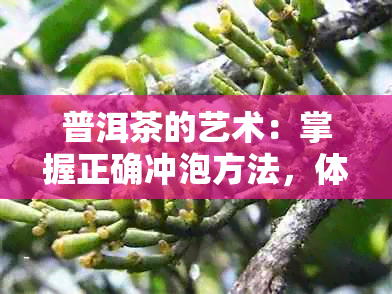 普洱茶的艺术：掌握正确冲泡方法，体验醇厚口感