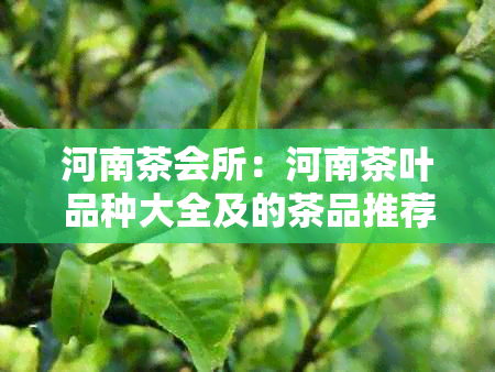 河南茶会所：河南茶叶品种大全及的茶品推荐