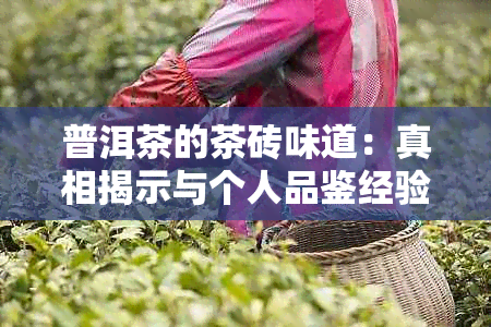 普洱茶的茶砖味道：真相揭示与个人品鉴经验分享