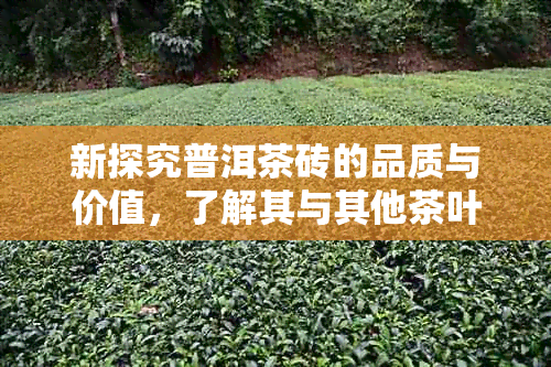 新探究普洱茶砖的品质与价值，了解其与其他茶叶的区别