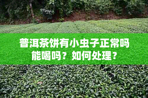 普洱茶饼有小虫子正常吗能喝吗？如何处理？