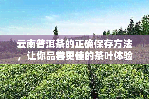 云南普洱茶的正确保存方法，让你品尝更佳的茶叶体验