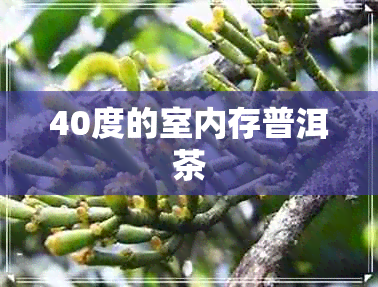 40度的室内存普洱茶